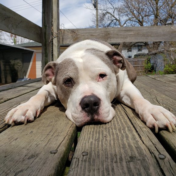 Meet your Posher, Posh - Picture 2 of 6